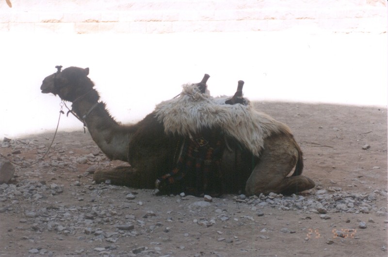Wielbłąd czeka na zmęczonych turystów
